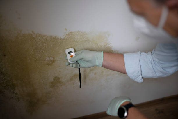 Best Mold Damage Repair  in Lake Hamilton, AR