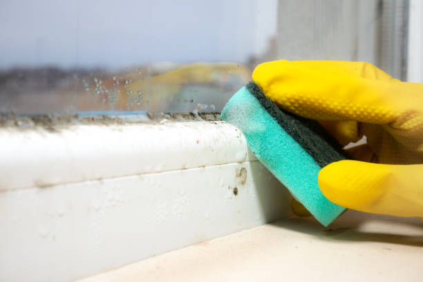 Best Office Mold Removal Services  in Lake Hamilton, AR