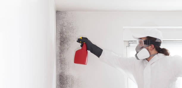 Best Residential Mold Removal  in Lake Hamilton, AR