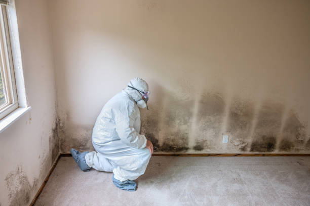 Mold Removal and Inspection in Lake Hamilton, AR